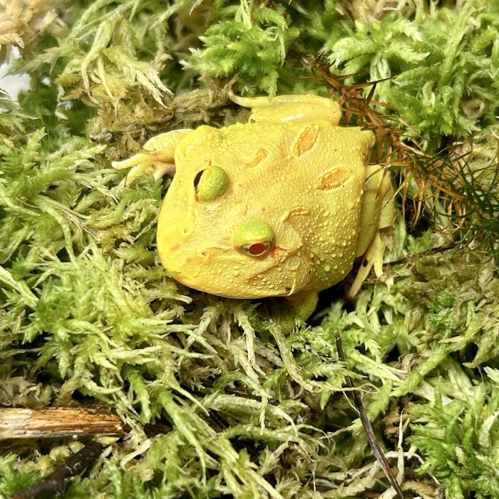 Zaba rogata Ceratophrys cranwelli mlode rozne ubarwienia