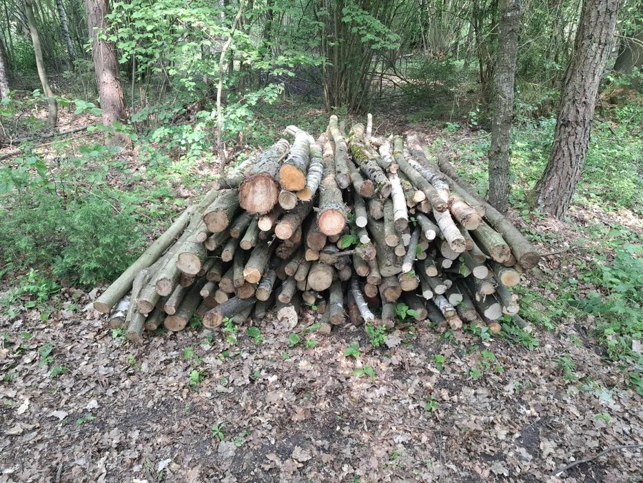 Opał gałęziowy gałęzie buk brzoza liściaste