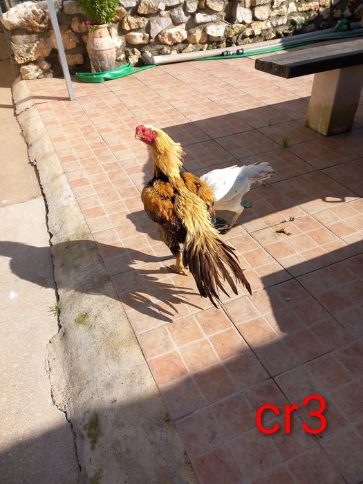 Índio  gigante cr3 ....