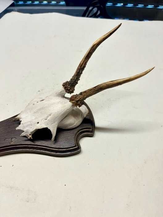 Coleção particular de troféus de caça