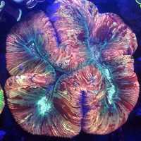 Trachyphyllia Geoffroyi duża koralowiec akwarium morskie koralowce