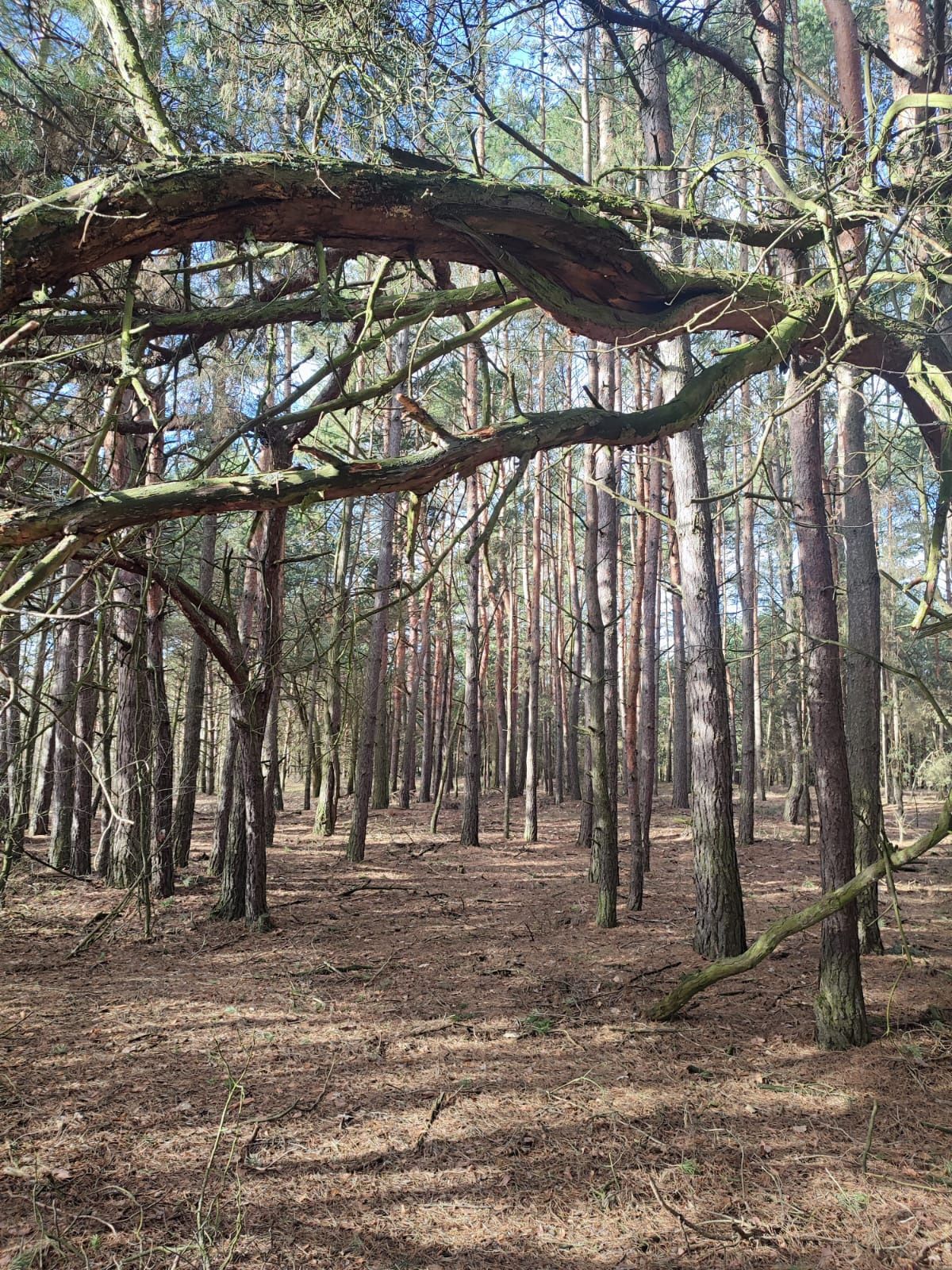 Działka 1,2 ha budowlana /las Gaj - blisko Warszawy