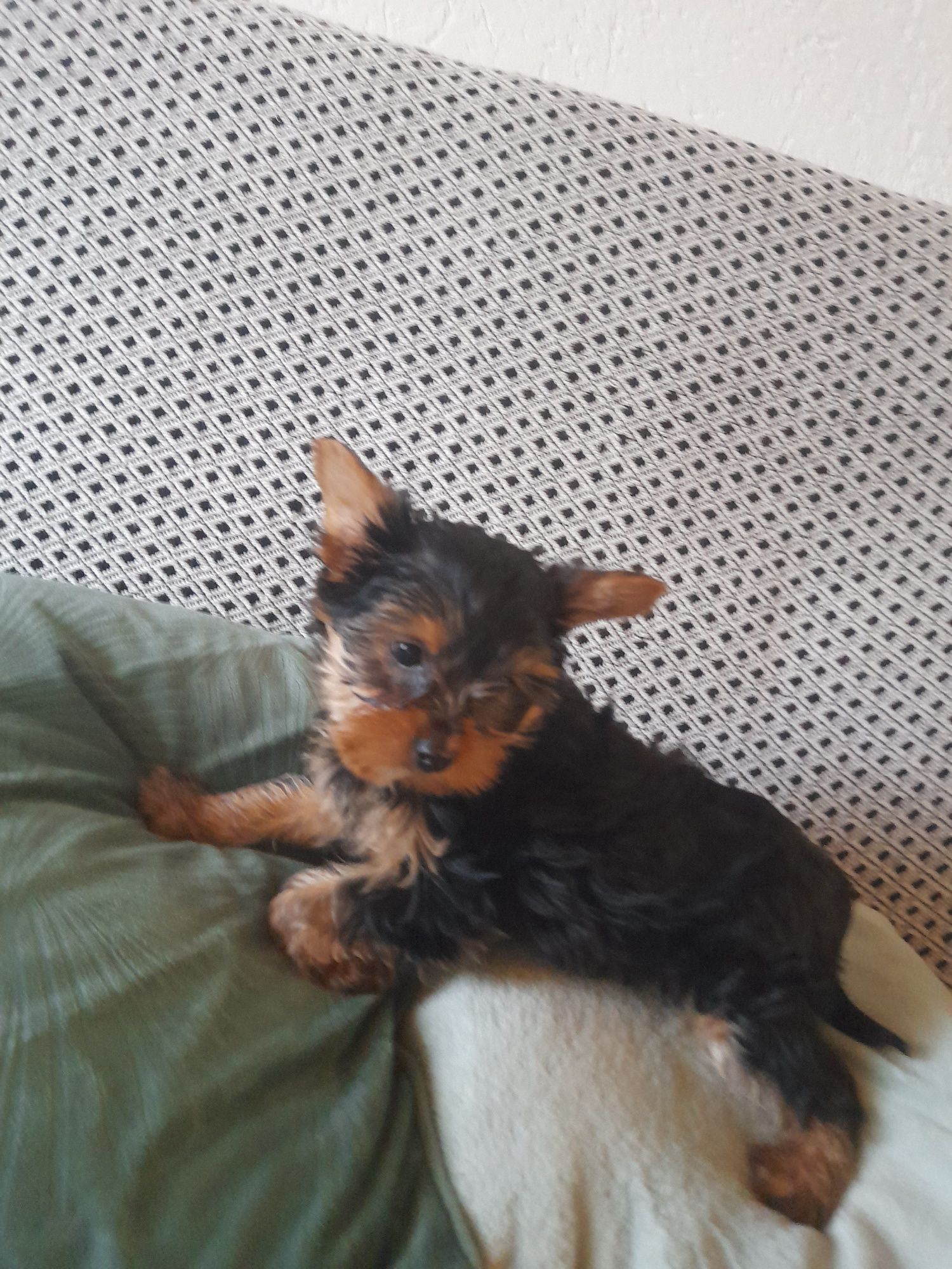 Yorkshire Terrier York