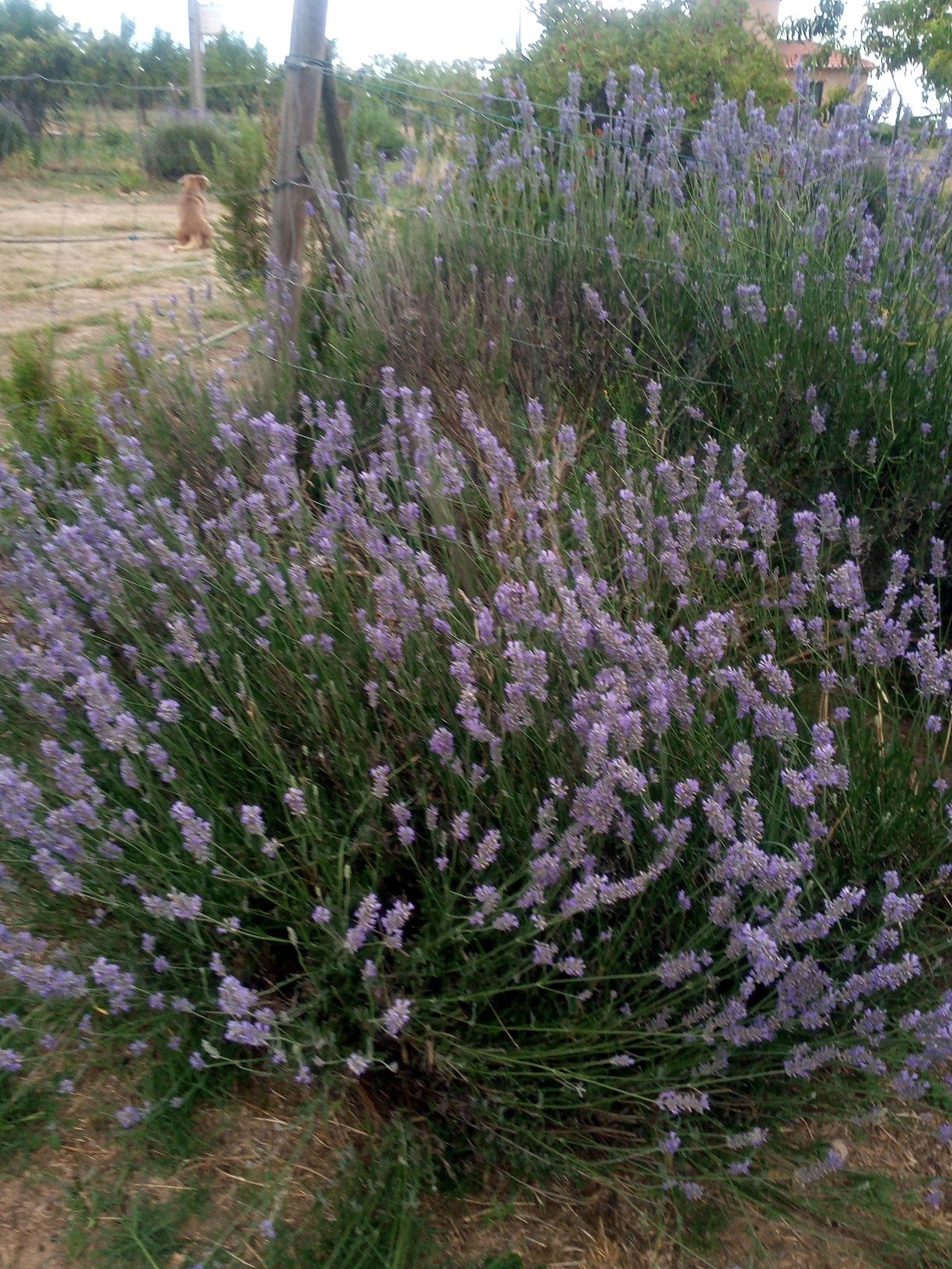 Vendo plantas aromáticas e medicinais desidratadas