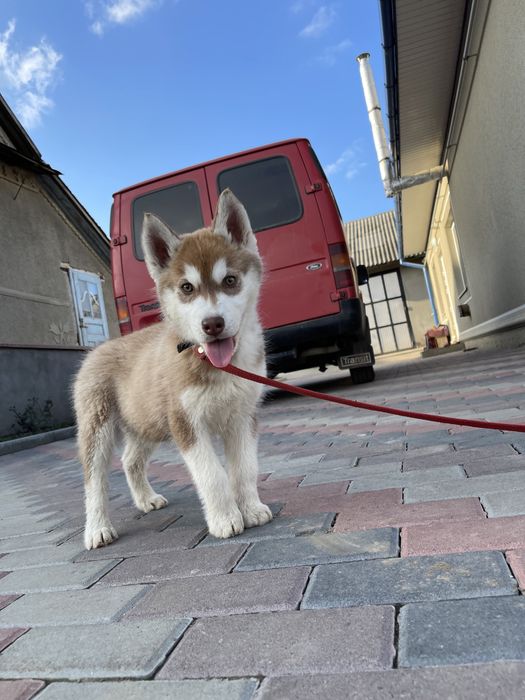 Хлопчик сибірської хаски
