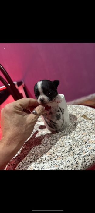Chihuahua Mini menino lindo