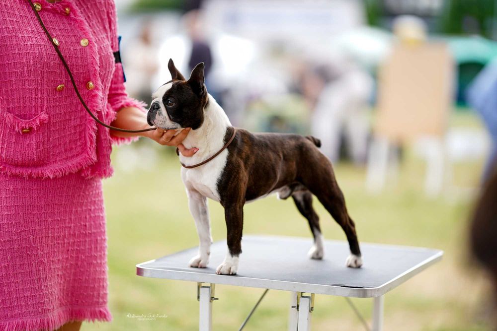 Boston terrier, szczenię, metryka ZKwP - zapowiedź