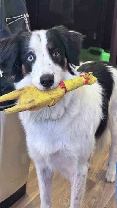 Ziggy - a quem tiver tempo e afeto