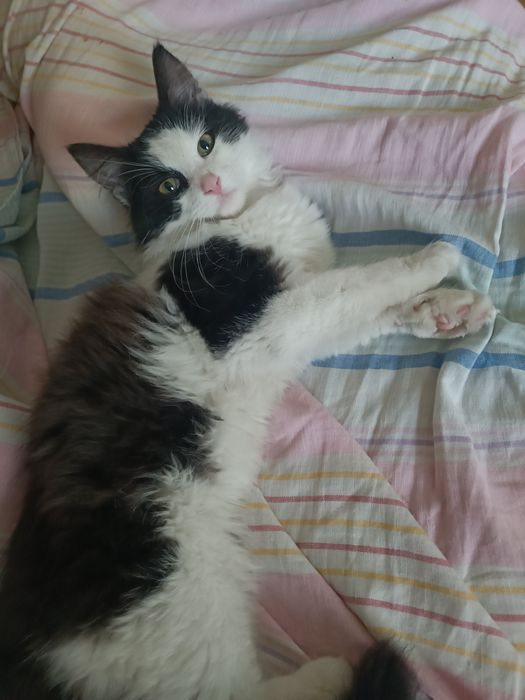 Długowłosy Zorro do pilnej adopcji