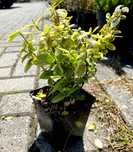 Trzmielina ‘Emerald Gold’ w doniczce P9