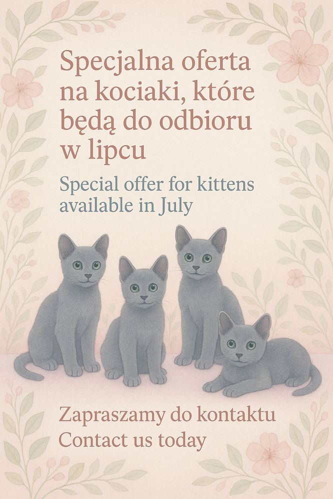 Rosyjski niebieski - kocurek