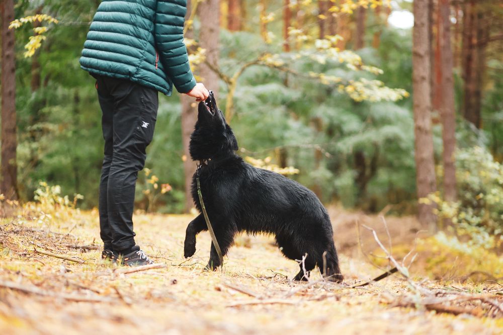 Owczarek Lima – czarne espresso w psiej wersji