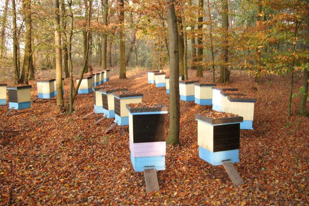 Miód lipowy, rzepakowy i inne miody z własnej pasieki