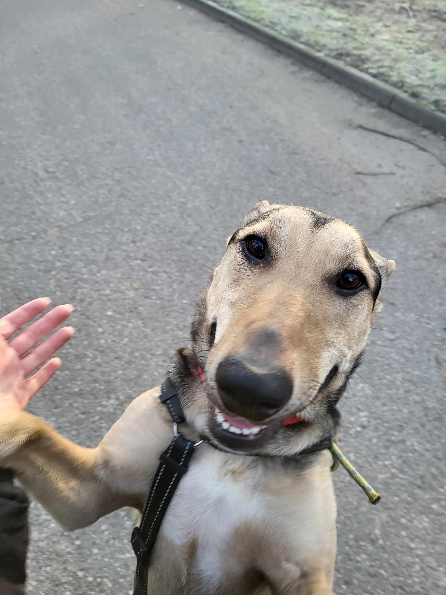 Amorek do adopcji