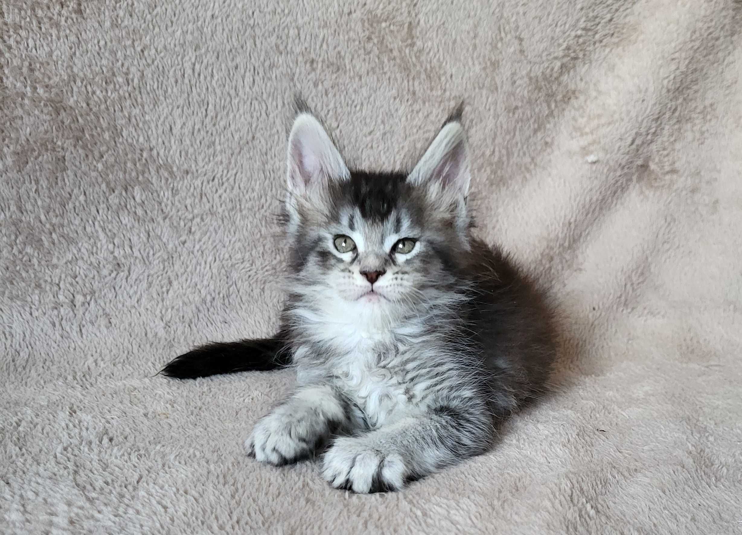 Dziewczynka maine coon z rodowodem FPL