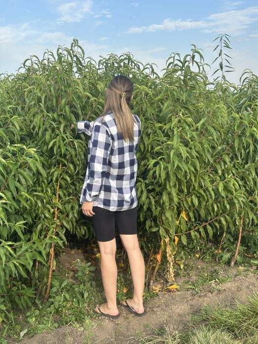 Продам саджанці плодових дерев ОПТ