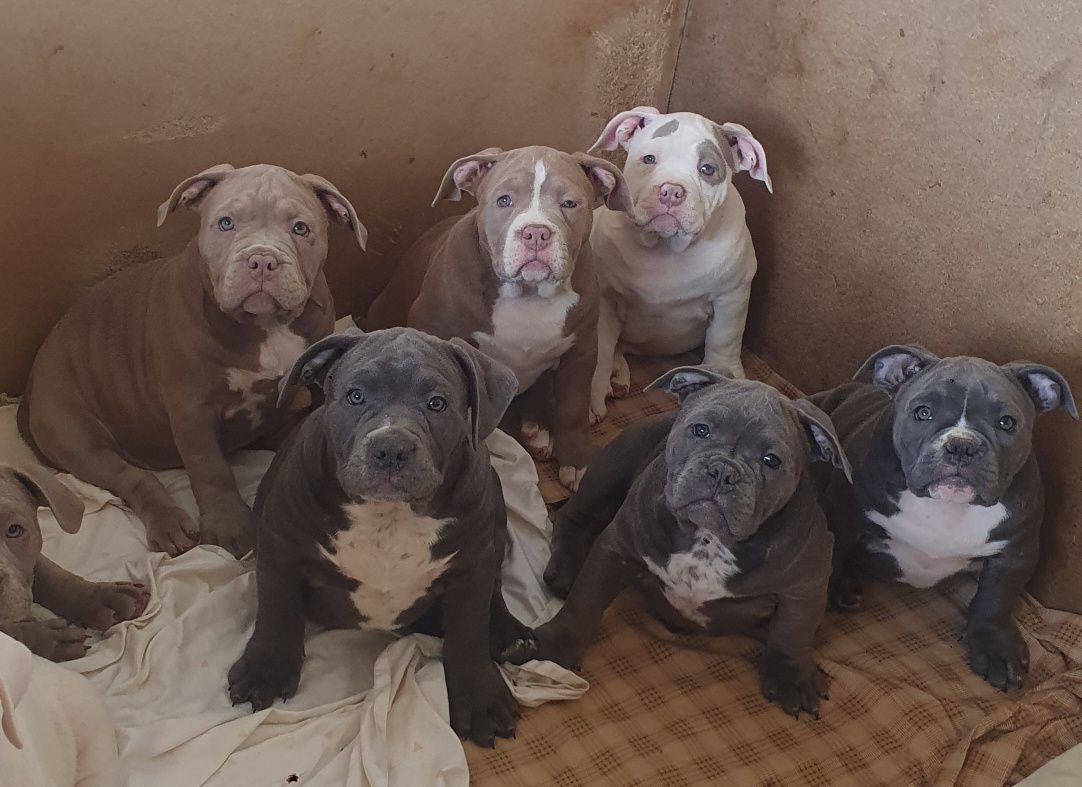 Буллі банда!!!є вільні до продажу цуценята!!!American Bully