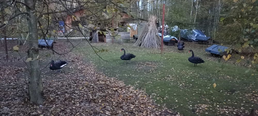 Czarne łabędzie sprzedam