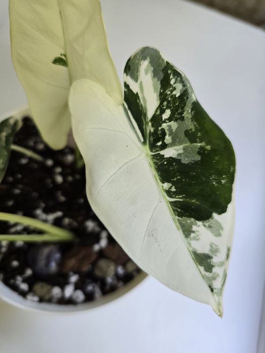 Alocasia Frydek Variagata