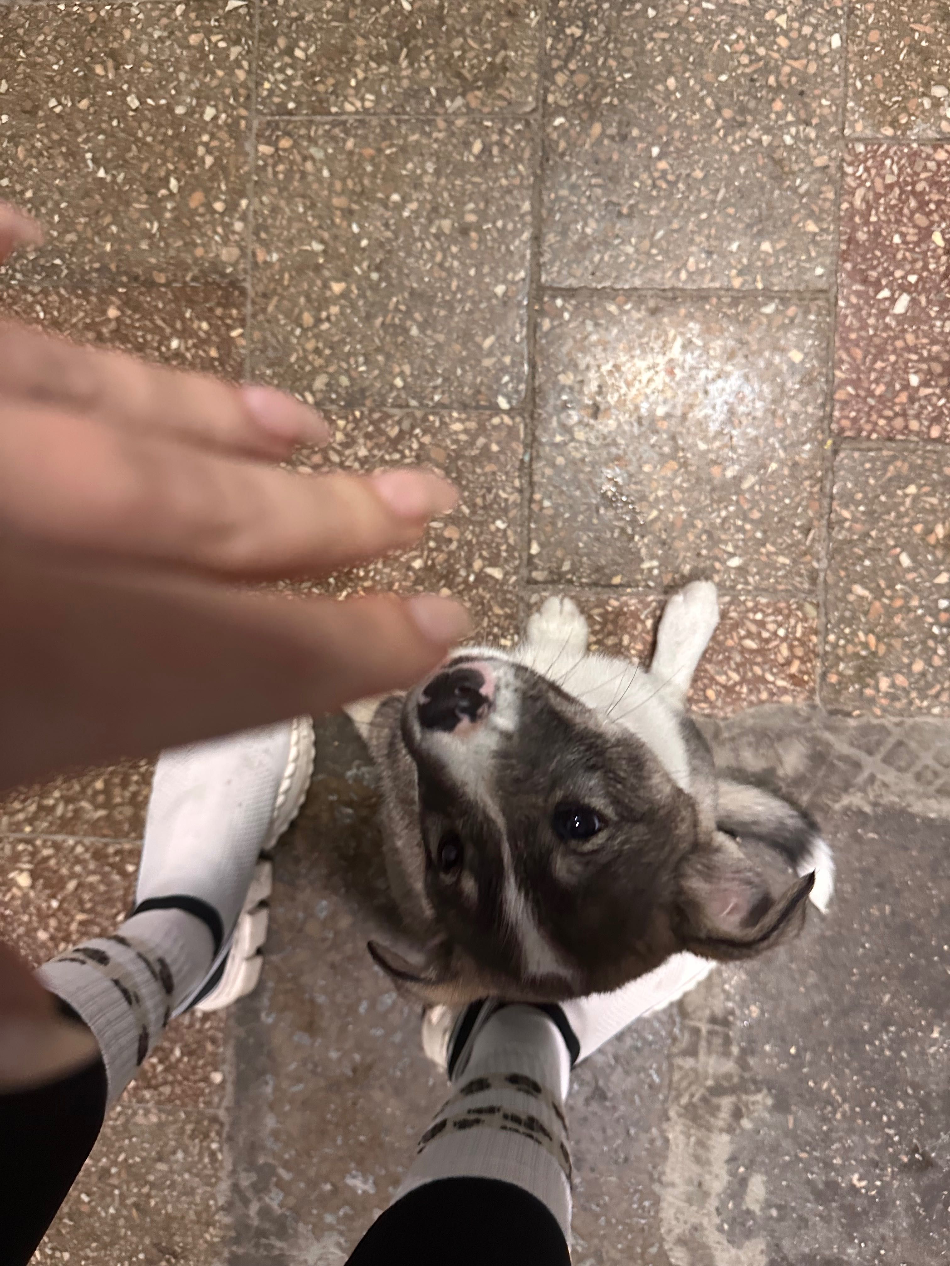 Цуценята безкоштовно