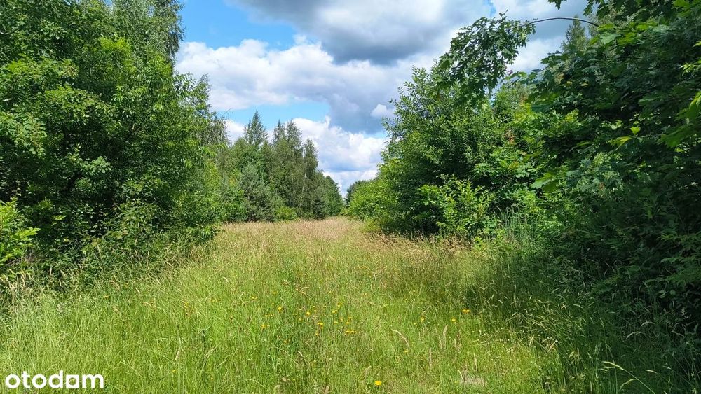 Sprzedam podzieloną działkę w Jedlińsku