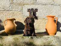 Labradora chocolate