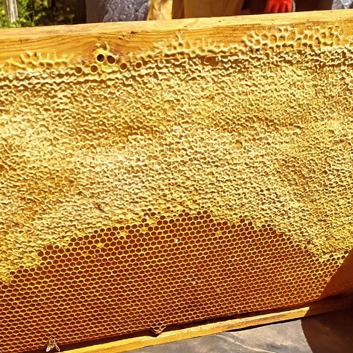 Мед різнотрав'я 2025 р.