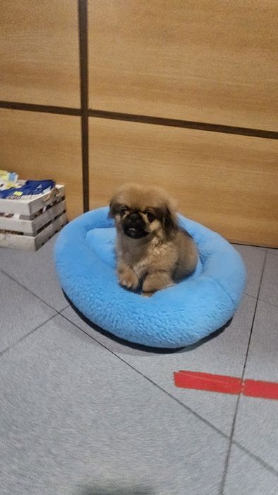 Pequines macho puro