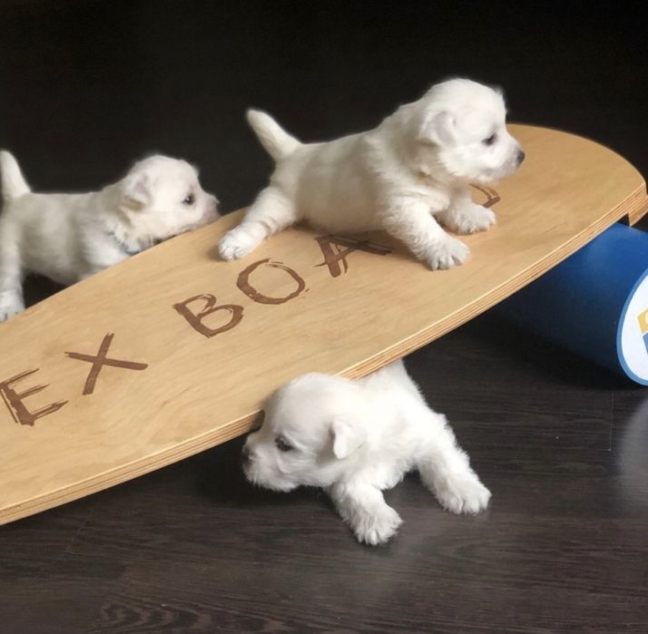 Щенки вест хайленд уайт терьер