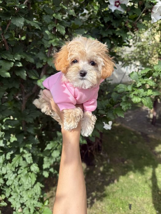 Мальтіпу ф1 чіповані