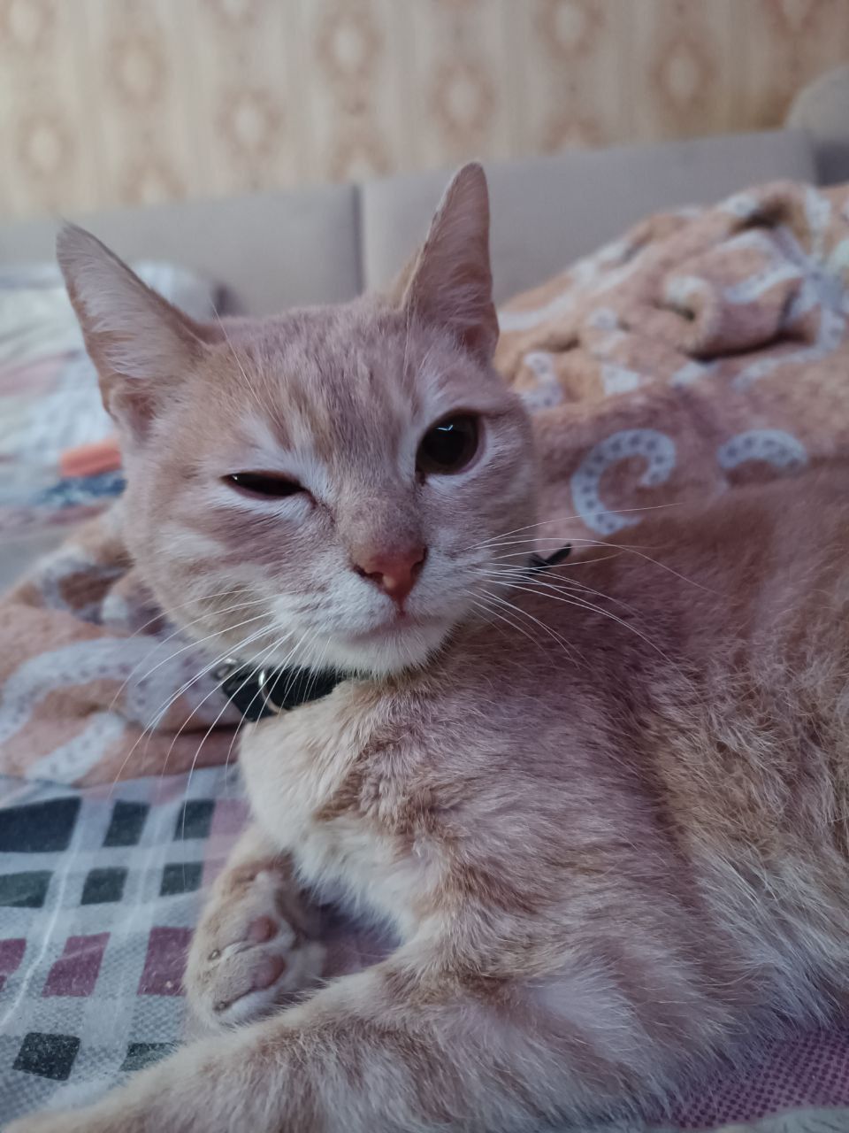 кот, плюс минус 1  годик