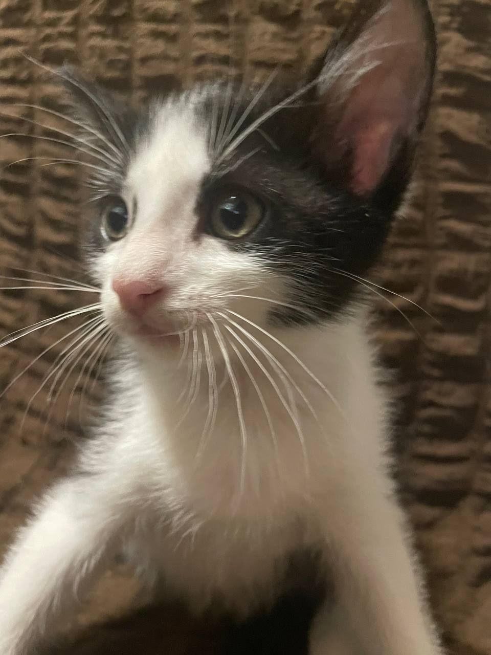 4 кошечки 2 месяца