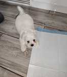 Pieski z włosem Maltipoo