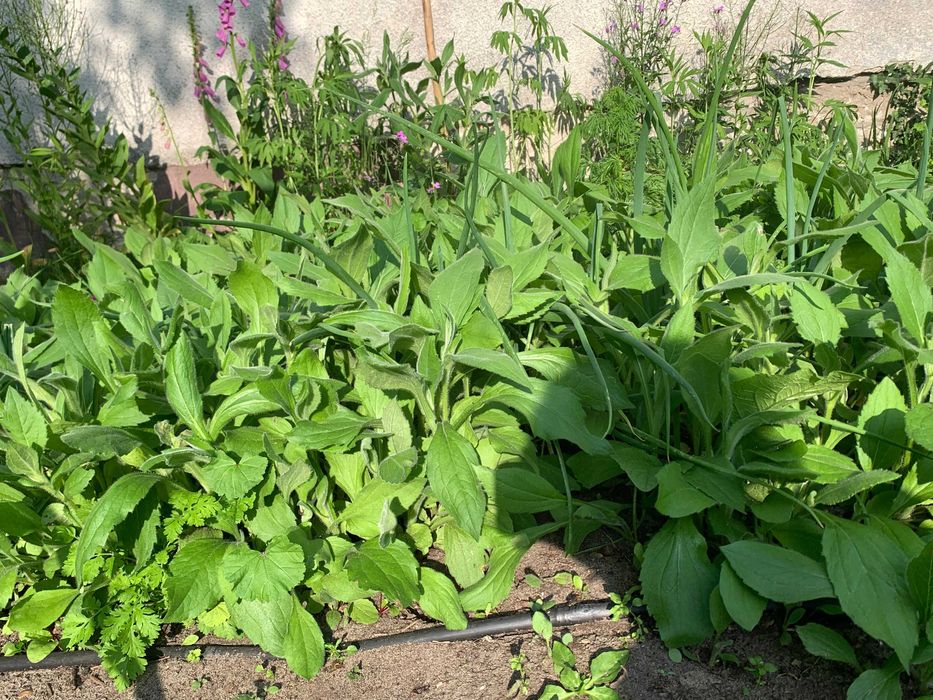 Rudbekia owłosiona - słoneczka w ogrodzie sadzonki PROMOCJA