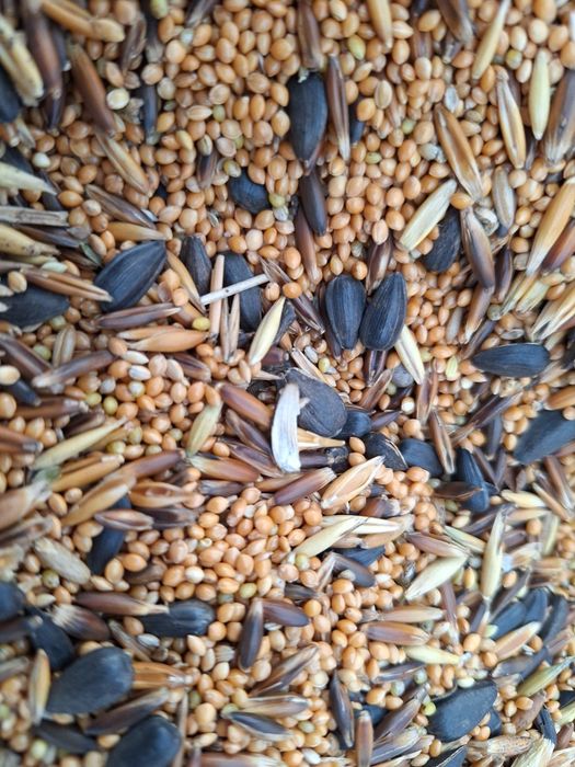 Pokarm dla papugi falistej 20 kg. GRATIS 200 G PROSA SENEGALSKIEGO