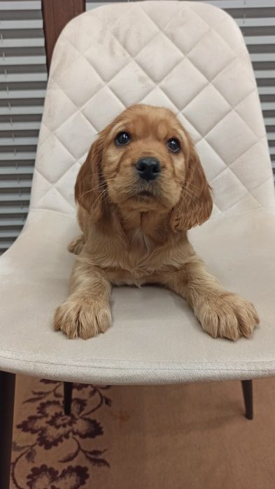 Piękny szczeniak  suczka Cocker Spaniel Angielski