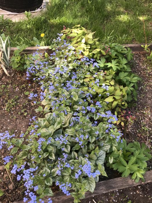 Многолетние цветы и кустарники.  Мордовник   Эпимедиум. Физостегия.  .