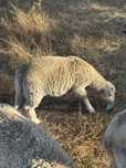 Borrego 5meses
