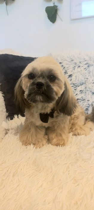 Shih-Tzu IV pok.rod sobolowy mini 3,6 kg