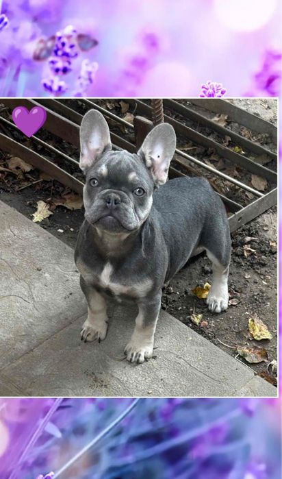 Голубая девочка французик привита полностью