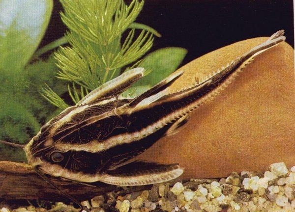 GB Sum liniowy Platydora Kolczasta