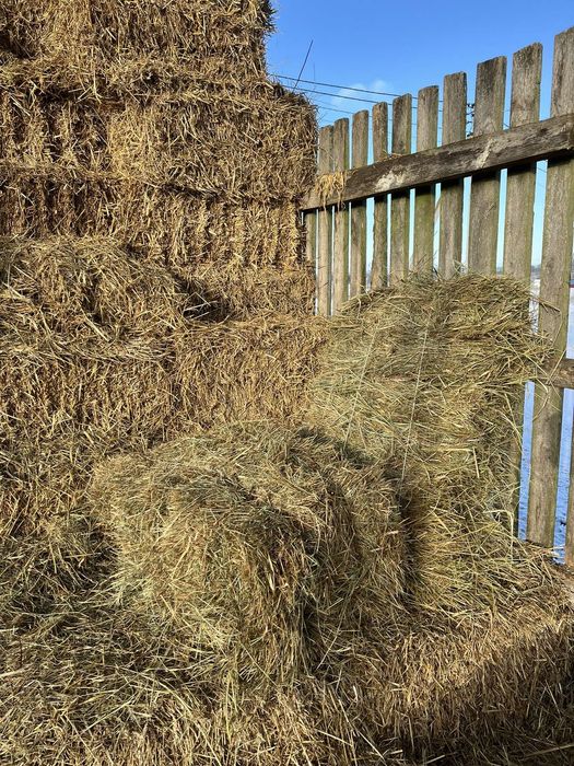 Продам тюки сіно