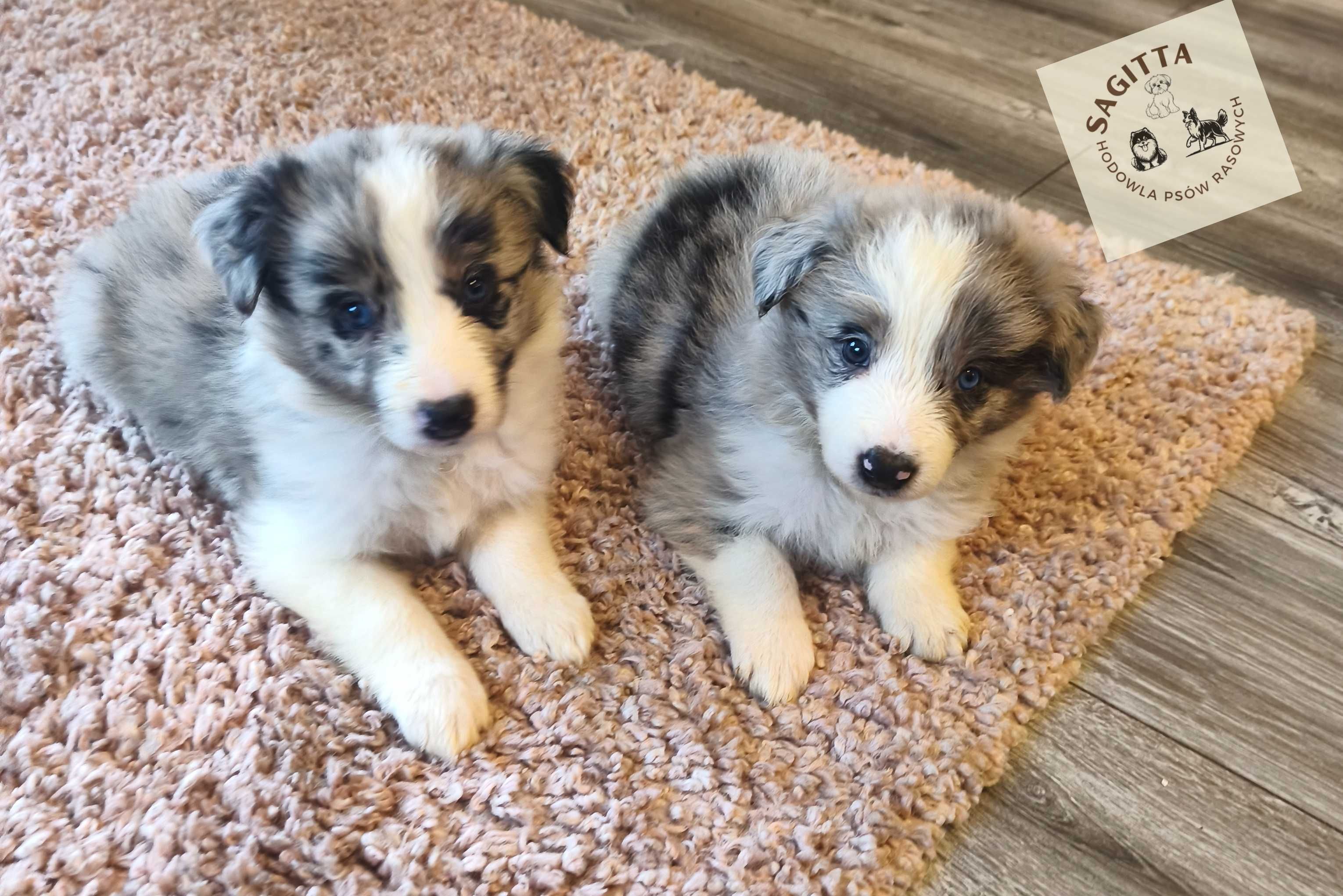 Border Collie ślicznotka - piękna suczka