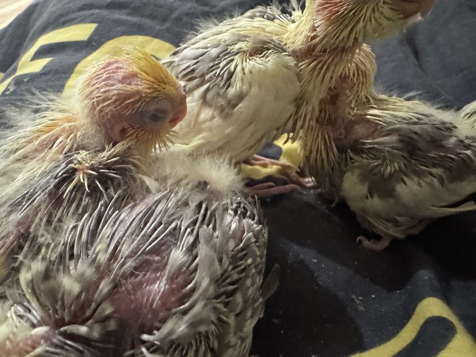 Moode papugi nimfa dokarmiane recznie domowa hodowla