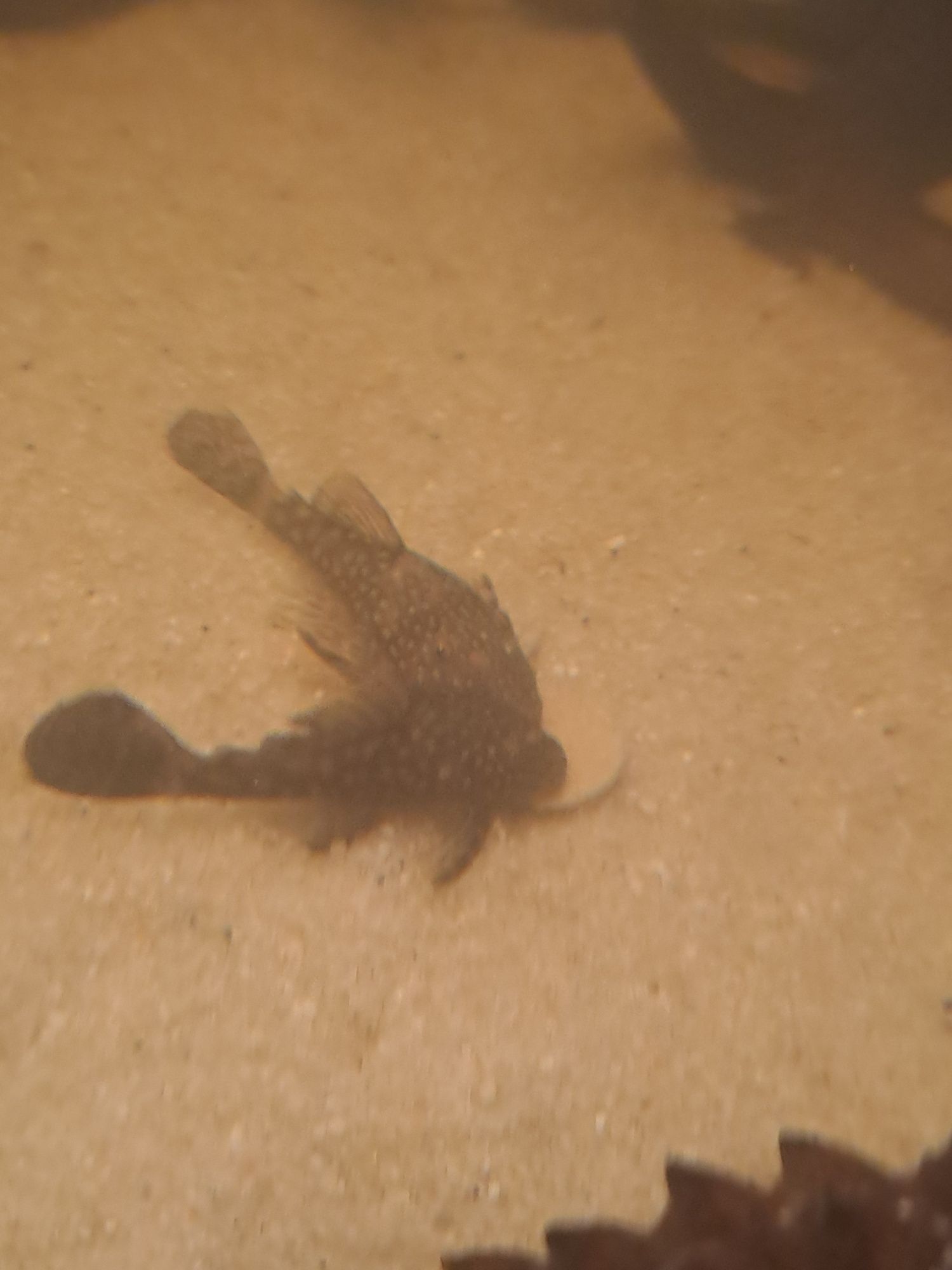 Ancistrus Sp e albinos