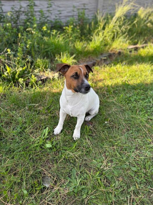 Reproduktor Jack Russell Terrier