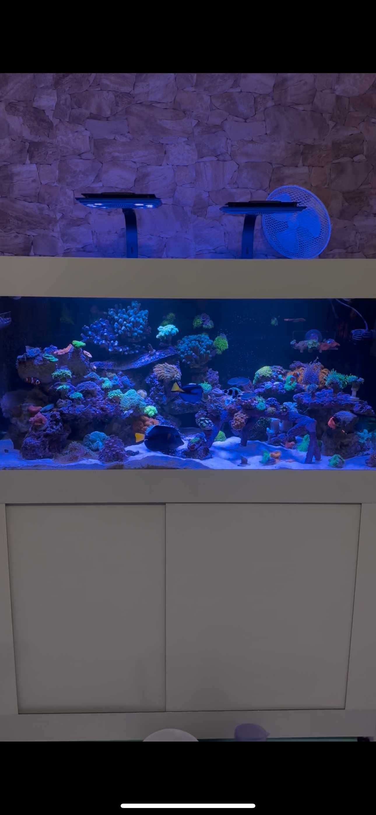 Zebrasoma xanthurus / xanthurum - Purple Tang Lindo!
