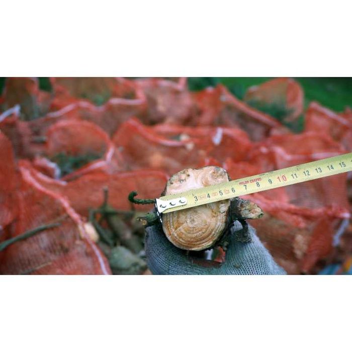 rębak do drewna walcowy szybka realizacja Model R-60