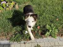 Szczeniak Border Collie