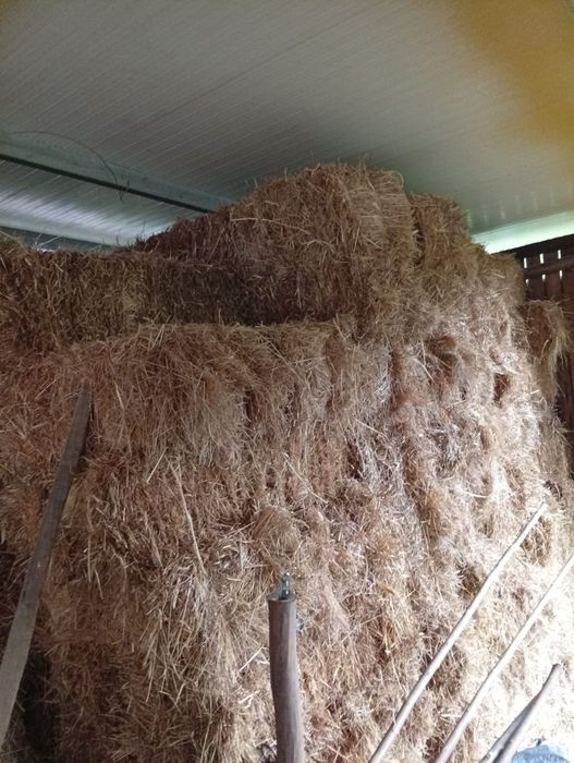 Fardos de palha deste ano